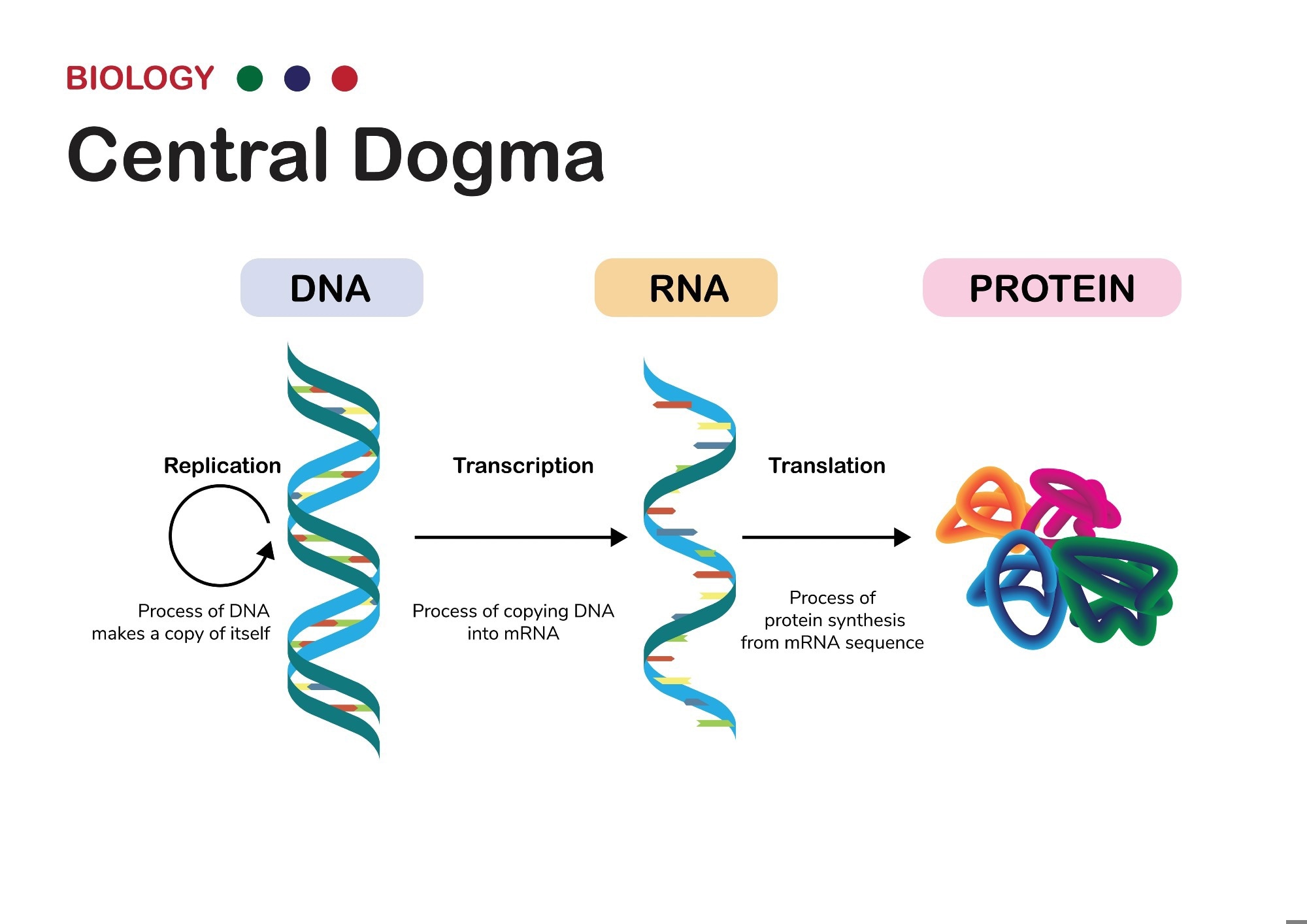 How Proteins Are Made: From DNA to Function
