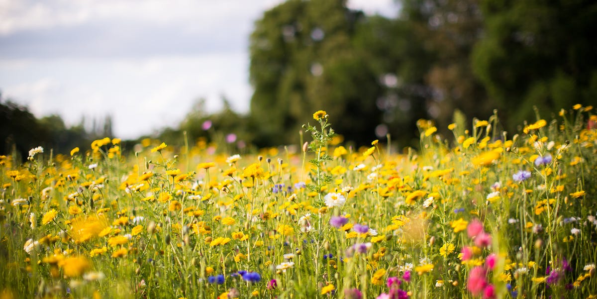 How many bank holidays are there in 2025?