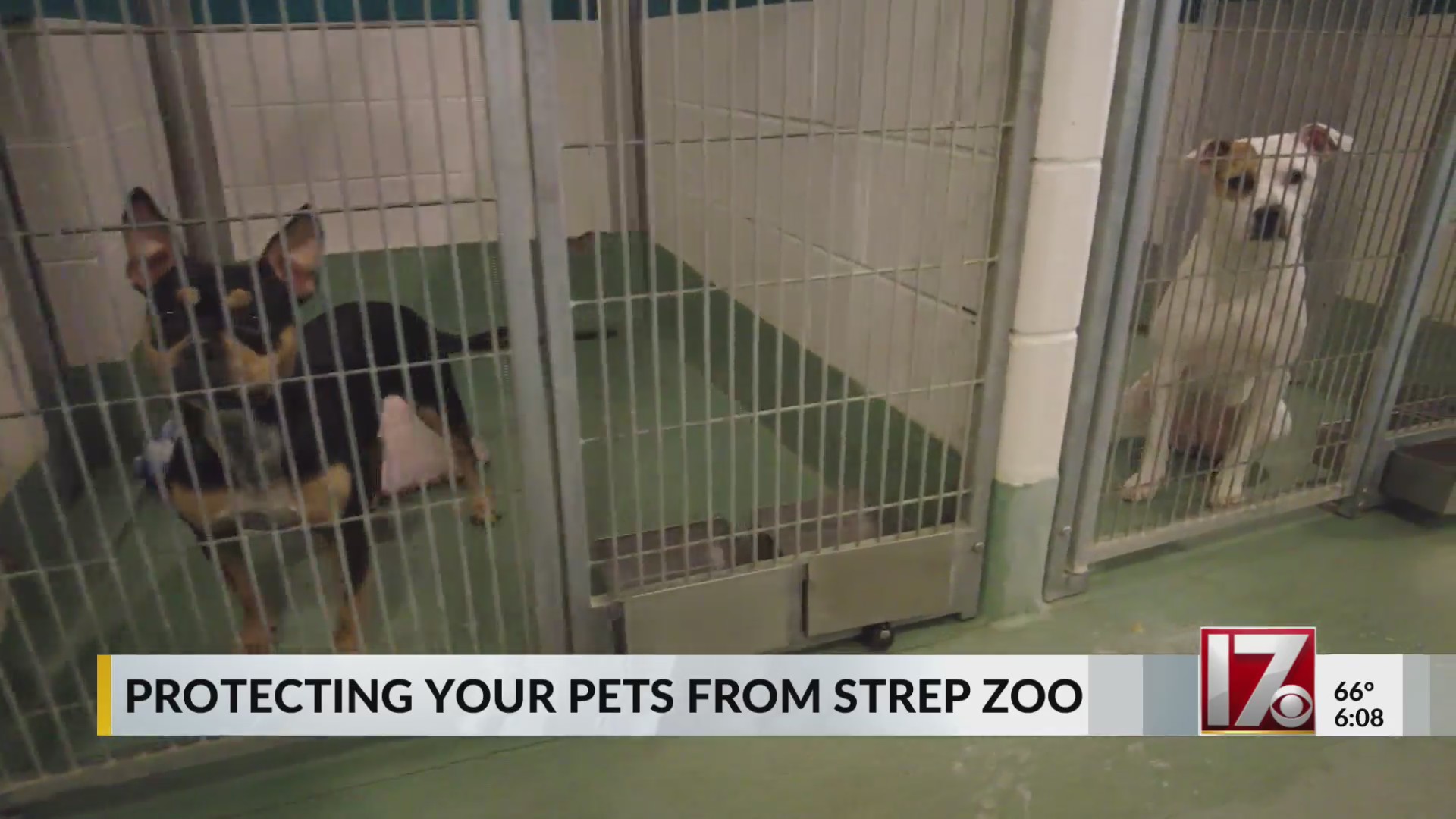 Wake County Animal Center experiencing Strep zoo outbreak