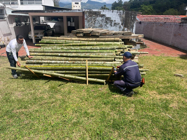 190 varas de guadua de 3 metros de longitud que fueron taladas sincon tar con los debidos permisos de aprovechamiento.