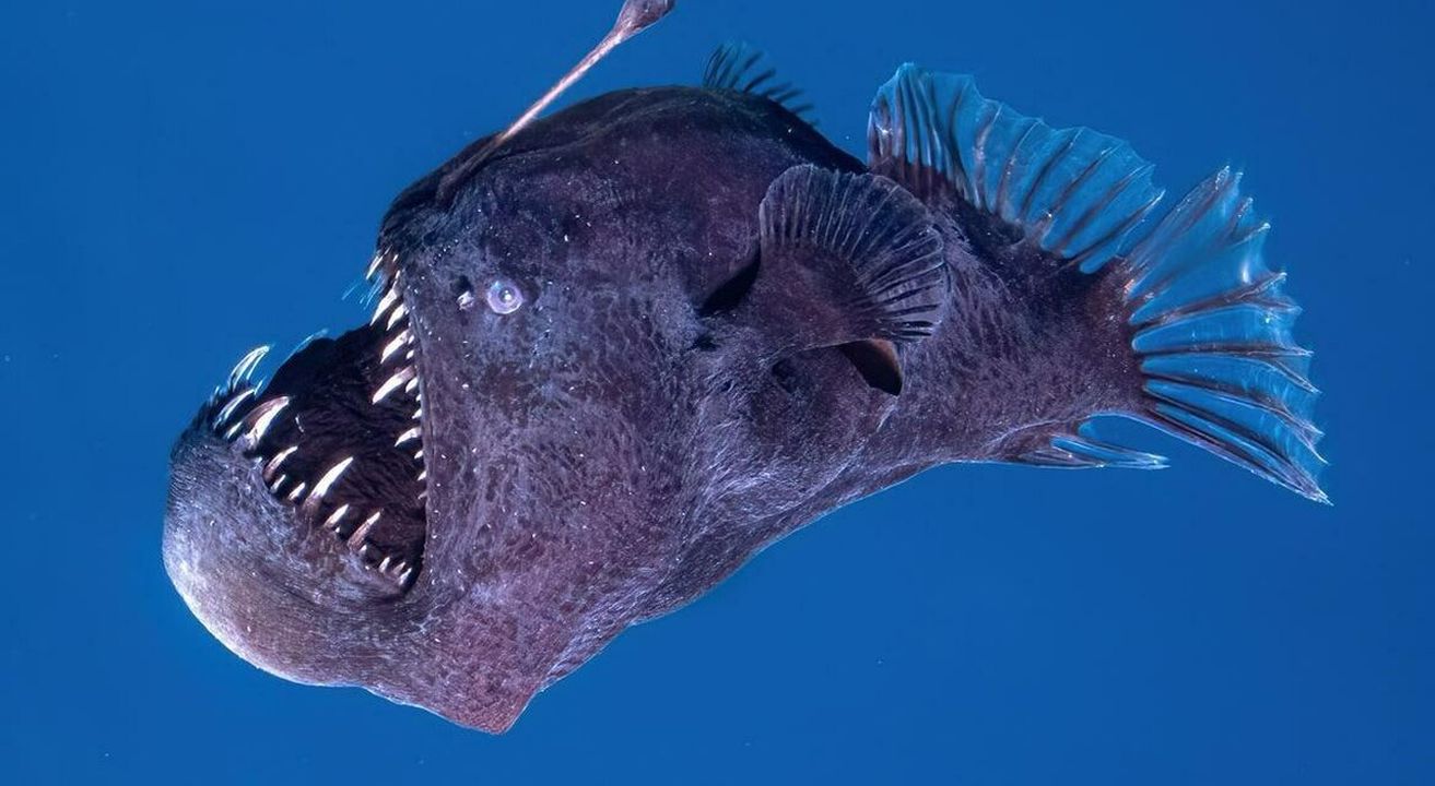 Lo spaventoso pesce Diavolo Nero è pericoloso per gli umani e si può ...