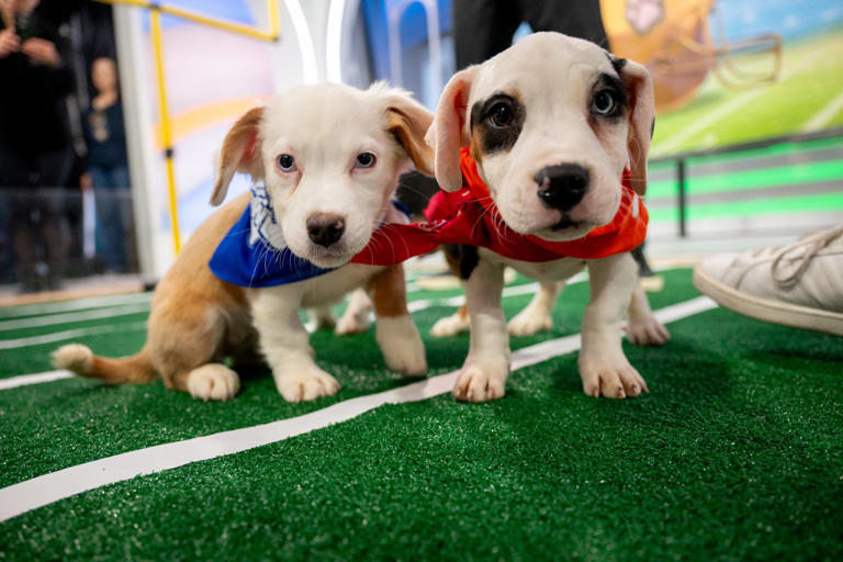 Puppy Bowl 2025 Date, time and starting lineup