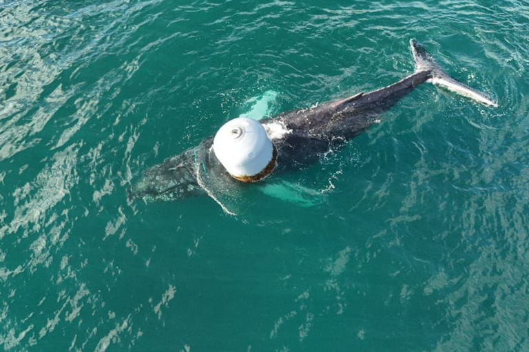 Whale rescued near Skye after entangled in fishing lines(02)