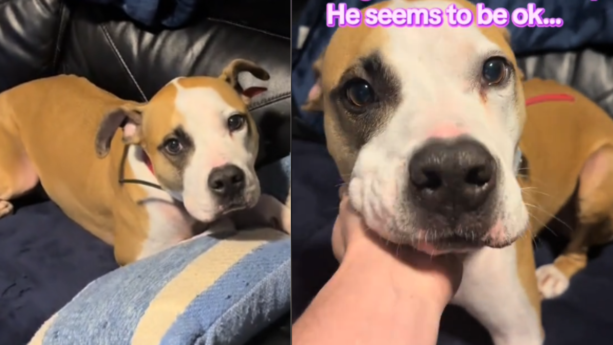 This Rescue Pup Sleeps by the Door Hoping to Play—But Rage Syndrome in ...