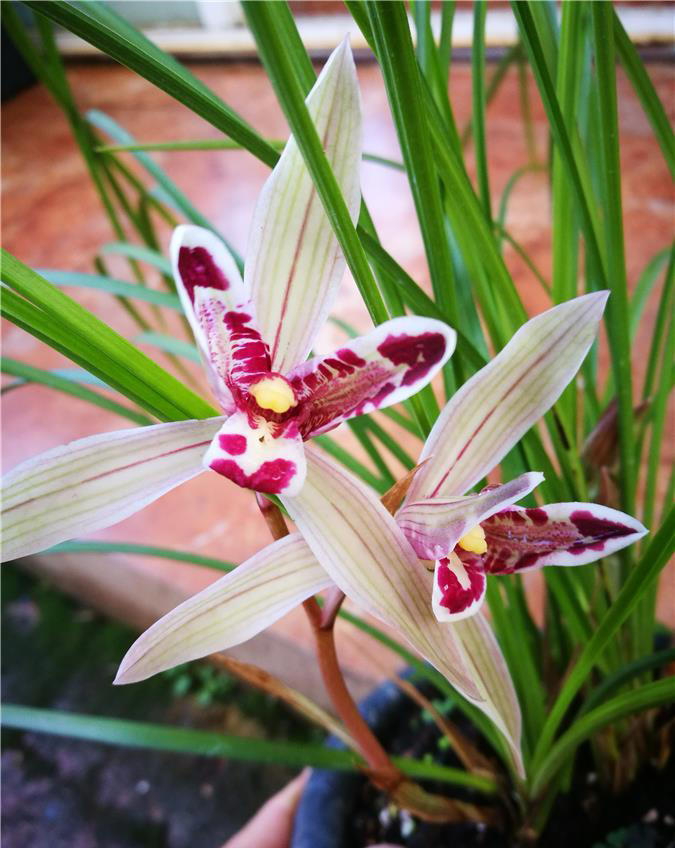 云南发现的“最灵动”兰花，果然不一般，形如玉兔，越养越上瘾