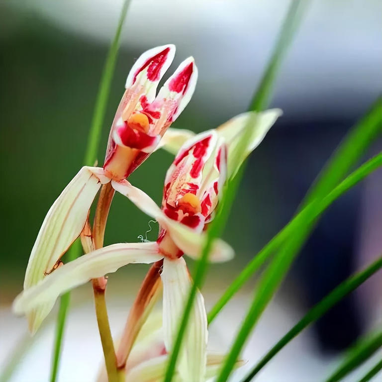 云南发现的“最灵动”兰花，果然不一般，形如玉兔，越养越上瘾