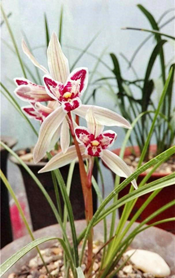 云南发现的“最灵动”兰花，果然不一般，形如玉兔，越养越上瘾