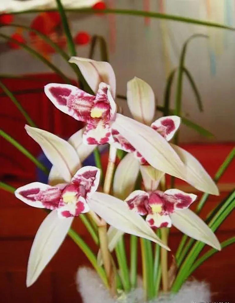 云南发现的“最灵动”兰花，果然不一般，形如玉兔，越养越上瘾