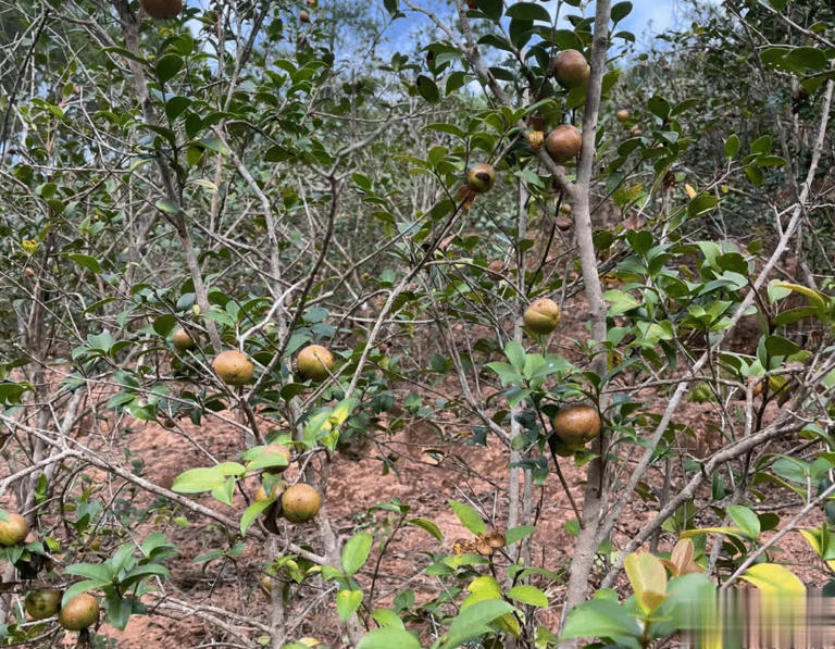 這植物種子可榨油，俗稱“山茶油”，被譽為“東方神油”！