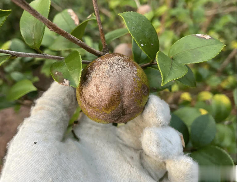 這植物種子可榨油，俗稱“山茶油”，被譽為“東方神油”！