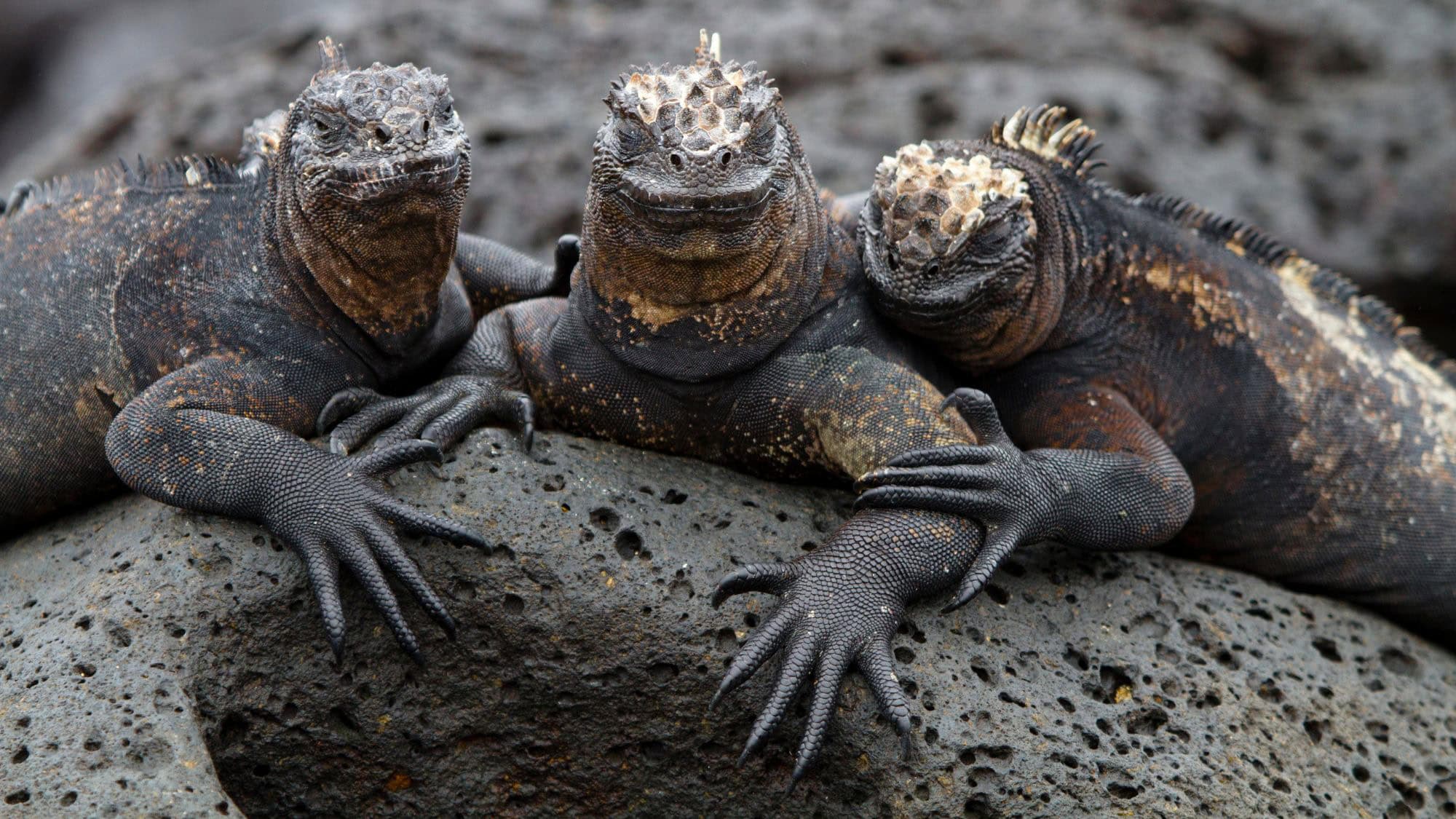 14 Galapagos Exclusives Animals You Won’t See Anywhere Else