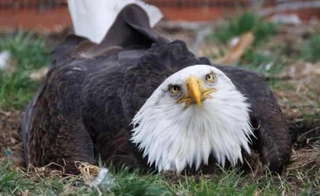 Mesmo com uma deficiência, Murphy demonstrou fortes instintos paternos no santuário.