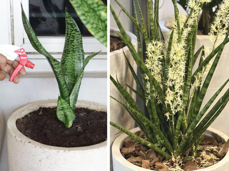 3 trucos para que florezca una sansevieria: haz que todo tu hogar huela  delicioso