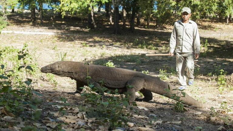 WISATA PULAU KOMODO