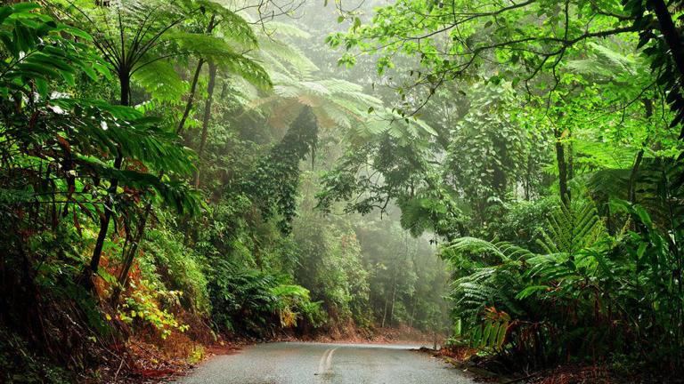 Hutan Daintree Australia