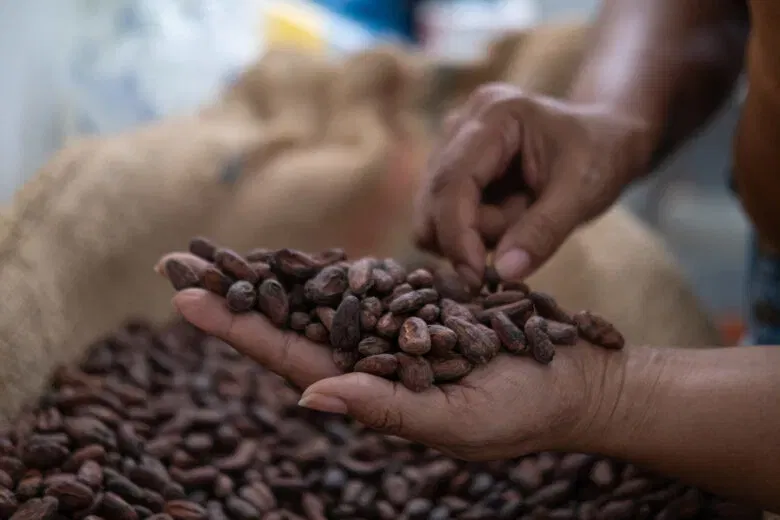 Les États-Unis pourraient exempter le café et le cacao de droits de ...
