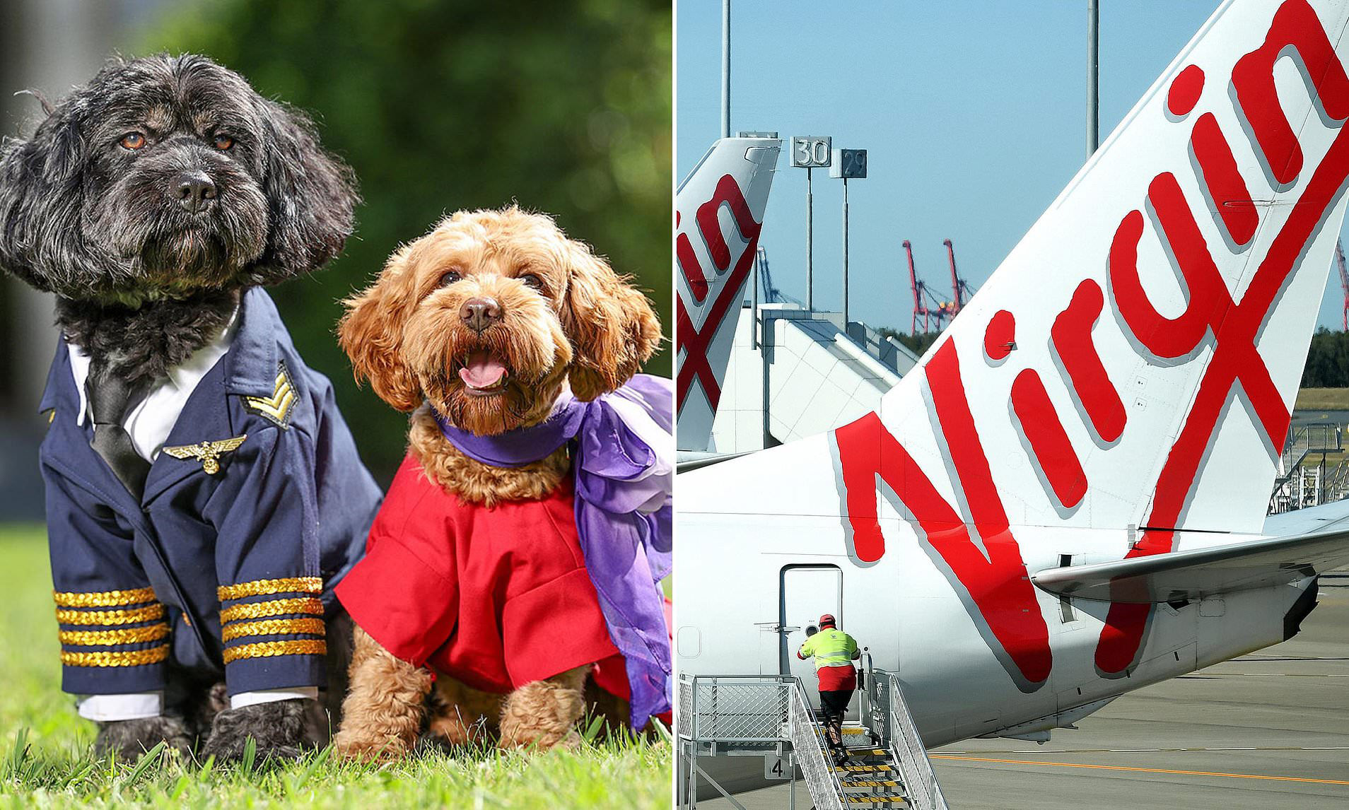 Major update on Virgin Australia #39 s pets on planes policy Major update on Virgin Australia #39 s pets on planes policy
