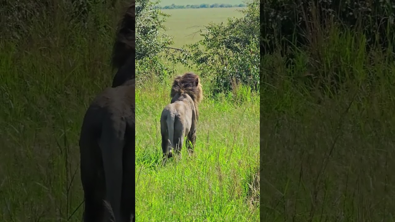 Rongai Lion Pride Spotted in the Maasai Mara in Stunning Video