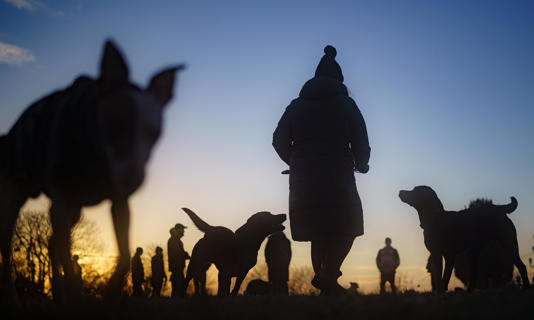 In three years to March 2024, 334 visas were granted for ‘animal care service occupations’, which include dog walkers and stable hands. Photograph: Ben Birchall/PA