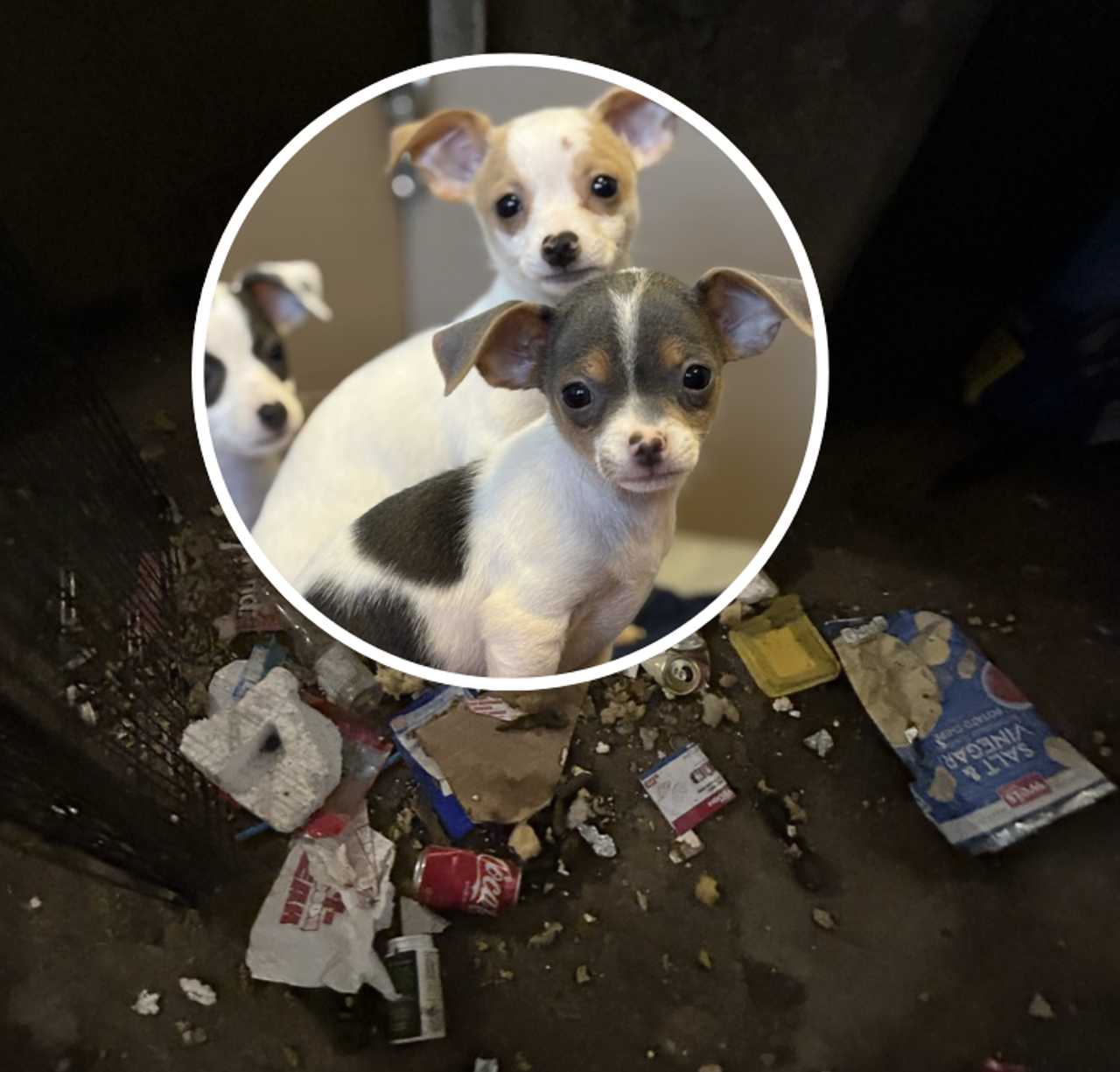 Ray & Stephanie Derita Charged After 63 Chihuahuas Rescued(01)