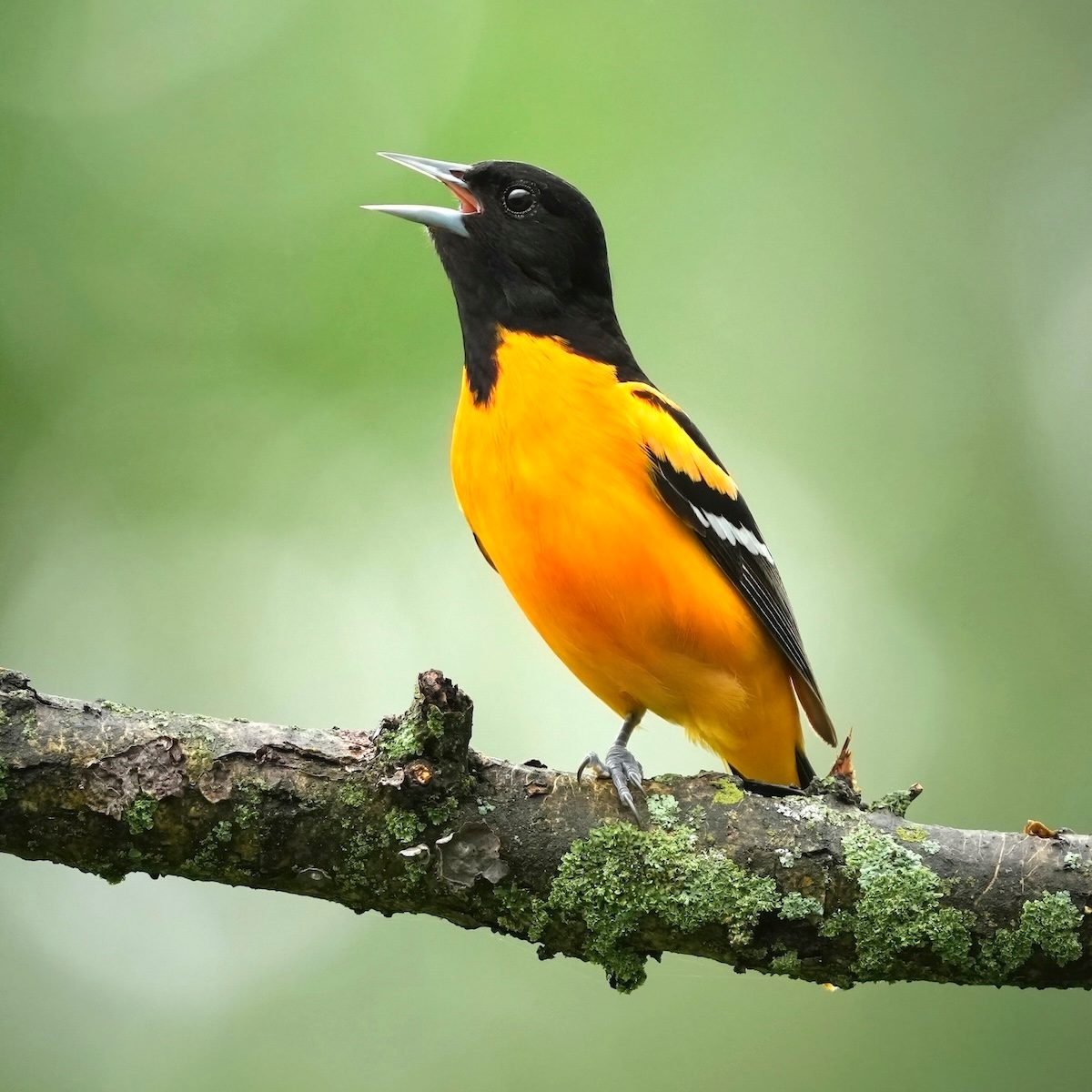 How to Identify a Baltimore Oriole - AA1yUECg.img