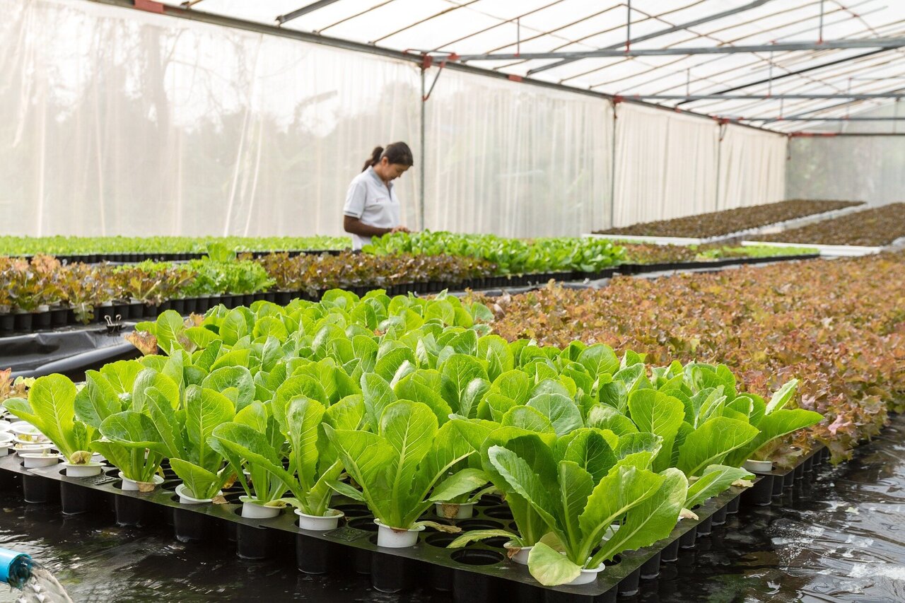 Can smart greenhouses bring back food production in cities?