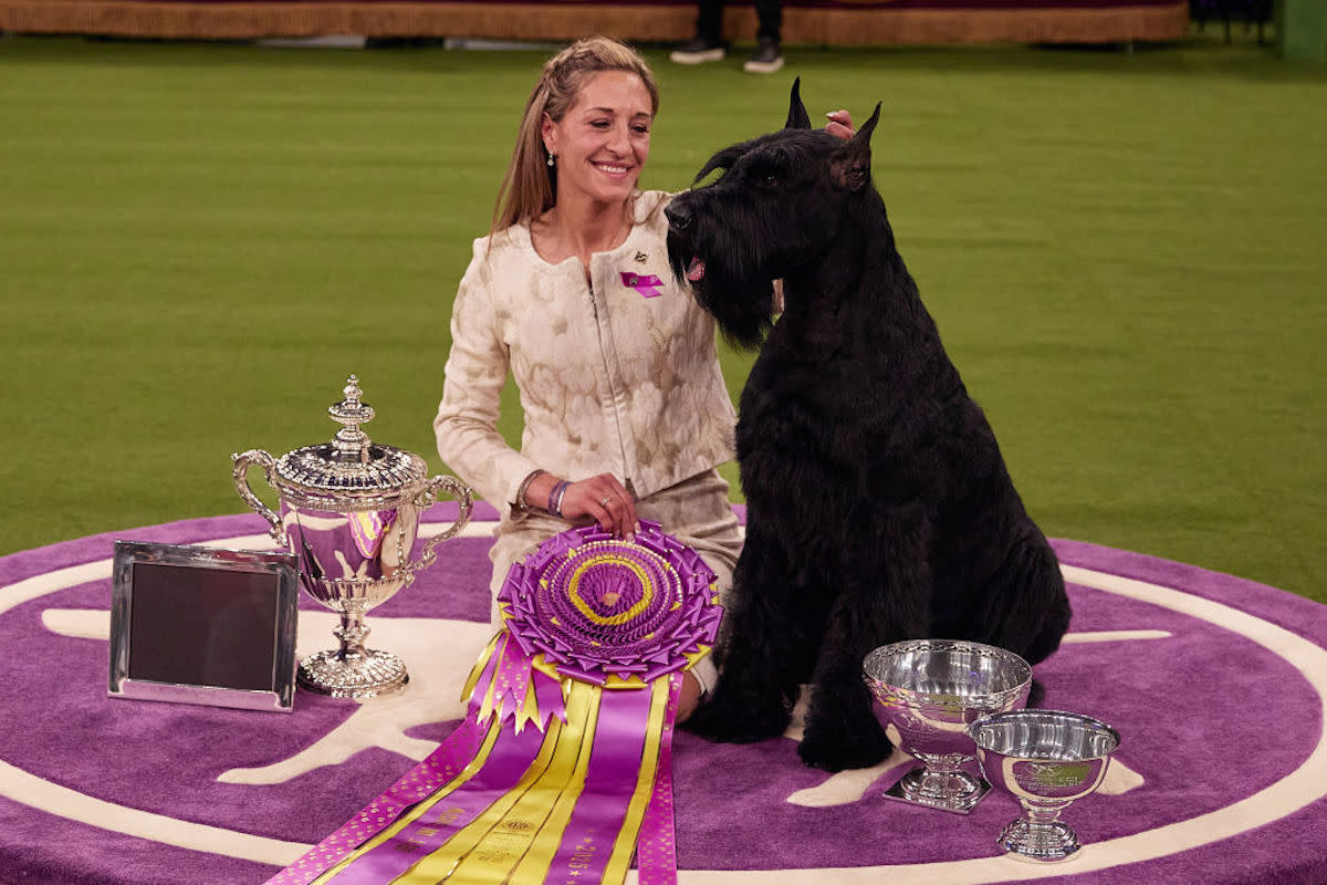 Winner of Westminster Kennel Club Dog Show 2025 Just Made History