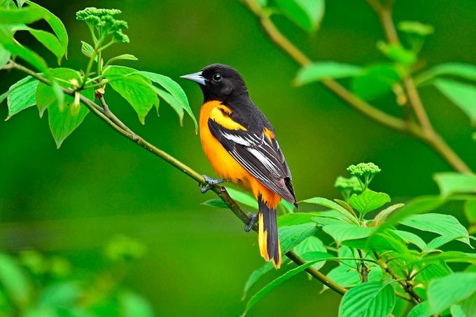 How to Identify a Baltimore Oriole - AA1yUr8w.img