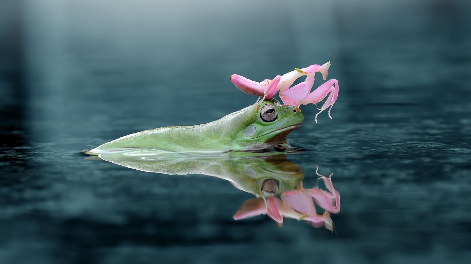 19 Extraordinary Animals You Won’t Believe Exist