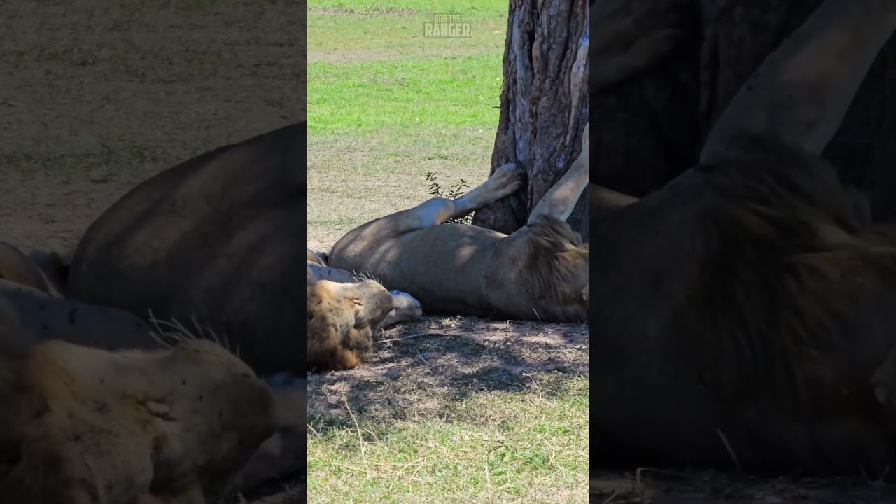 Sleepy Lions Rest In Peaceful Safari Setting