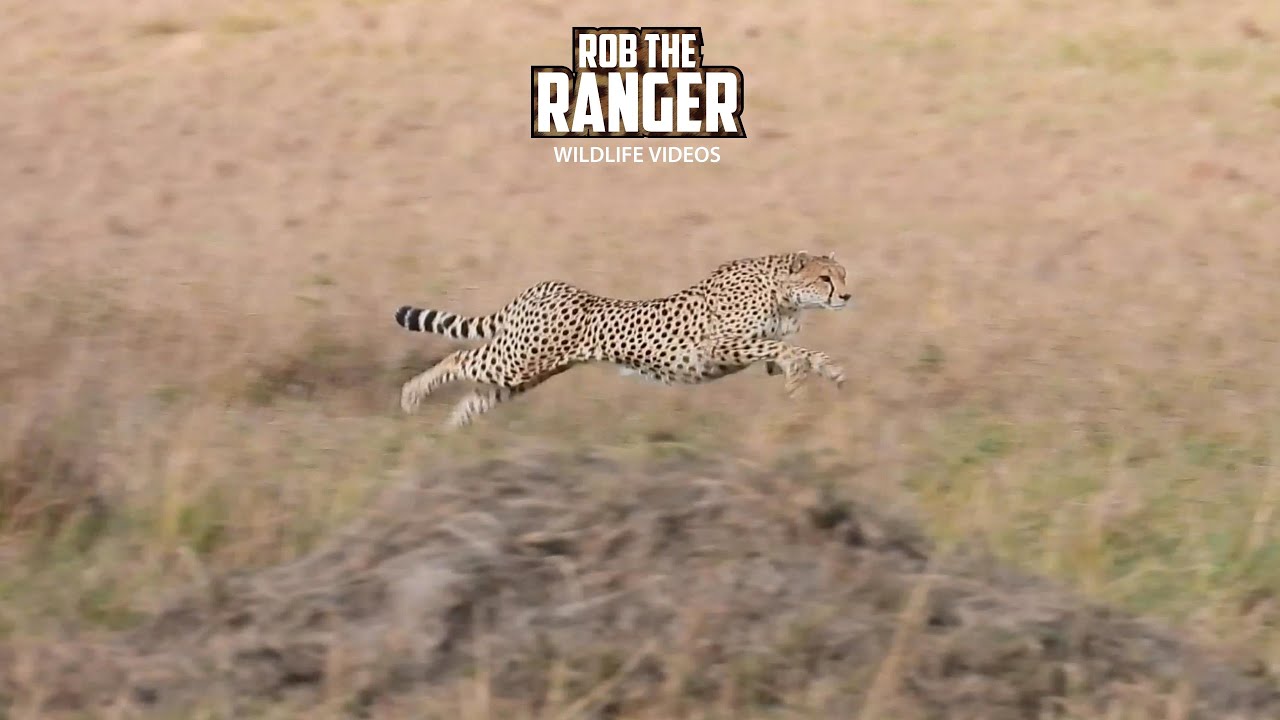 Fast cheetah family catches a fresh and wild lunch