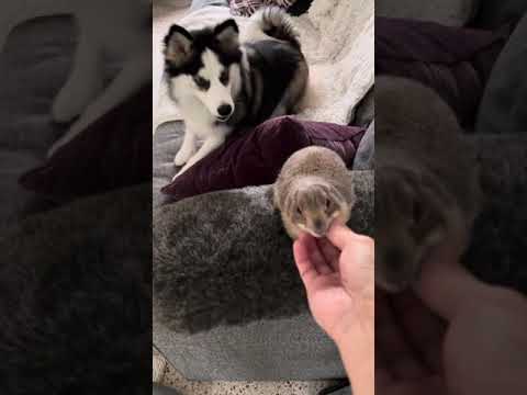 Image showcasing This prairie dog and pomsky make snack time extra sweet