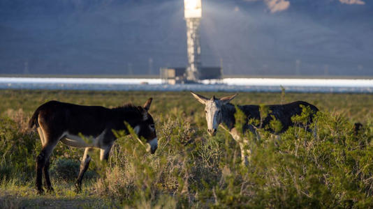 Wild burros are seen near the Ivanpah solar power plant on August 26, 2022. - David McNew/Getty Images