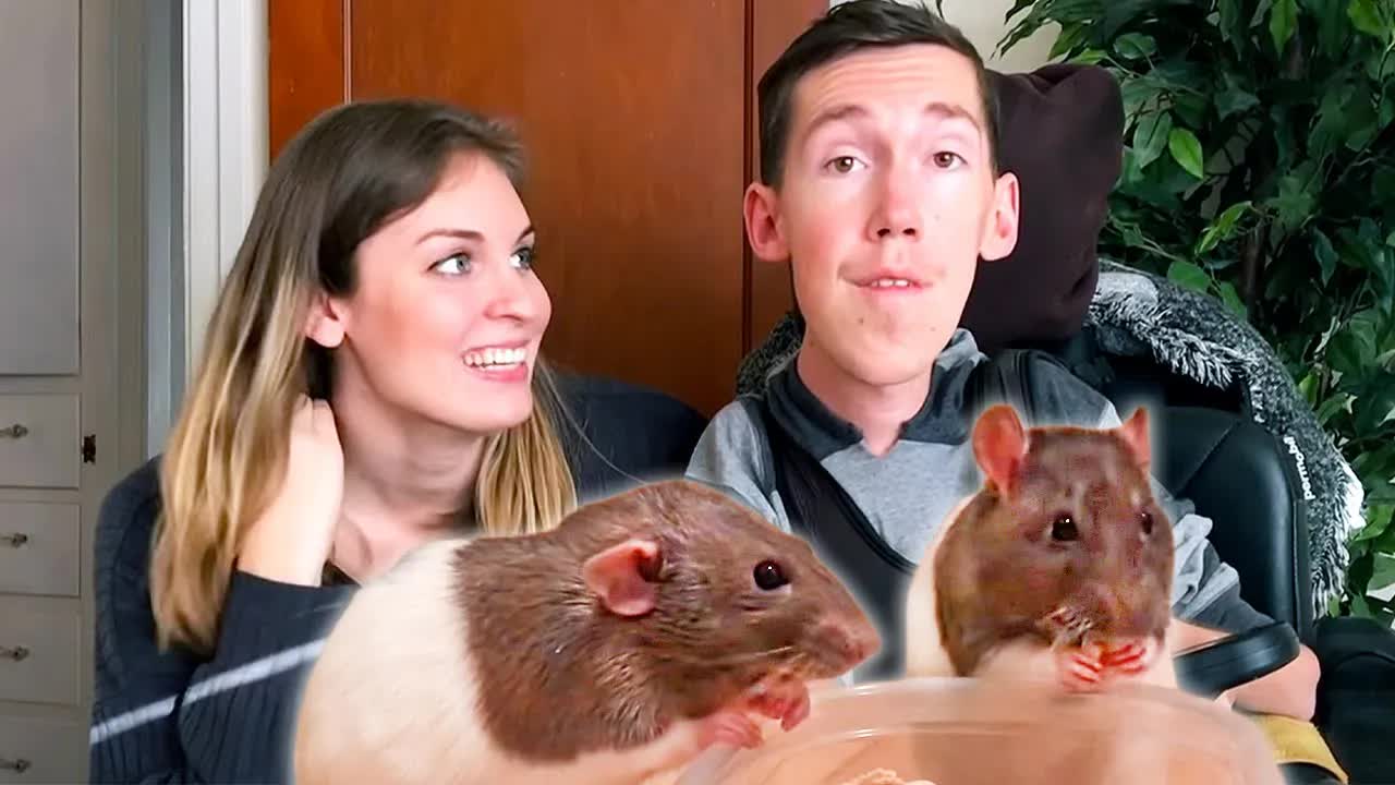 The most adorable baby rats in the world