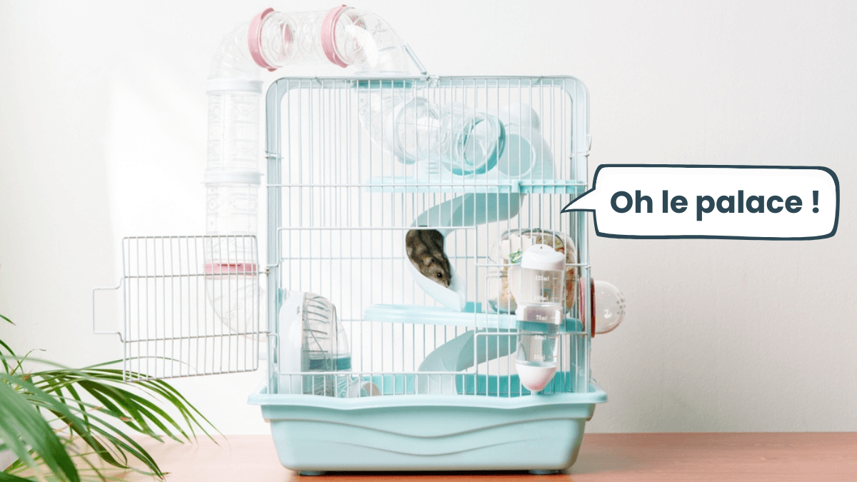 Cage Pour Hamster En Plastique, 35x25x18.5cm Habitat Pour Hamster À 2