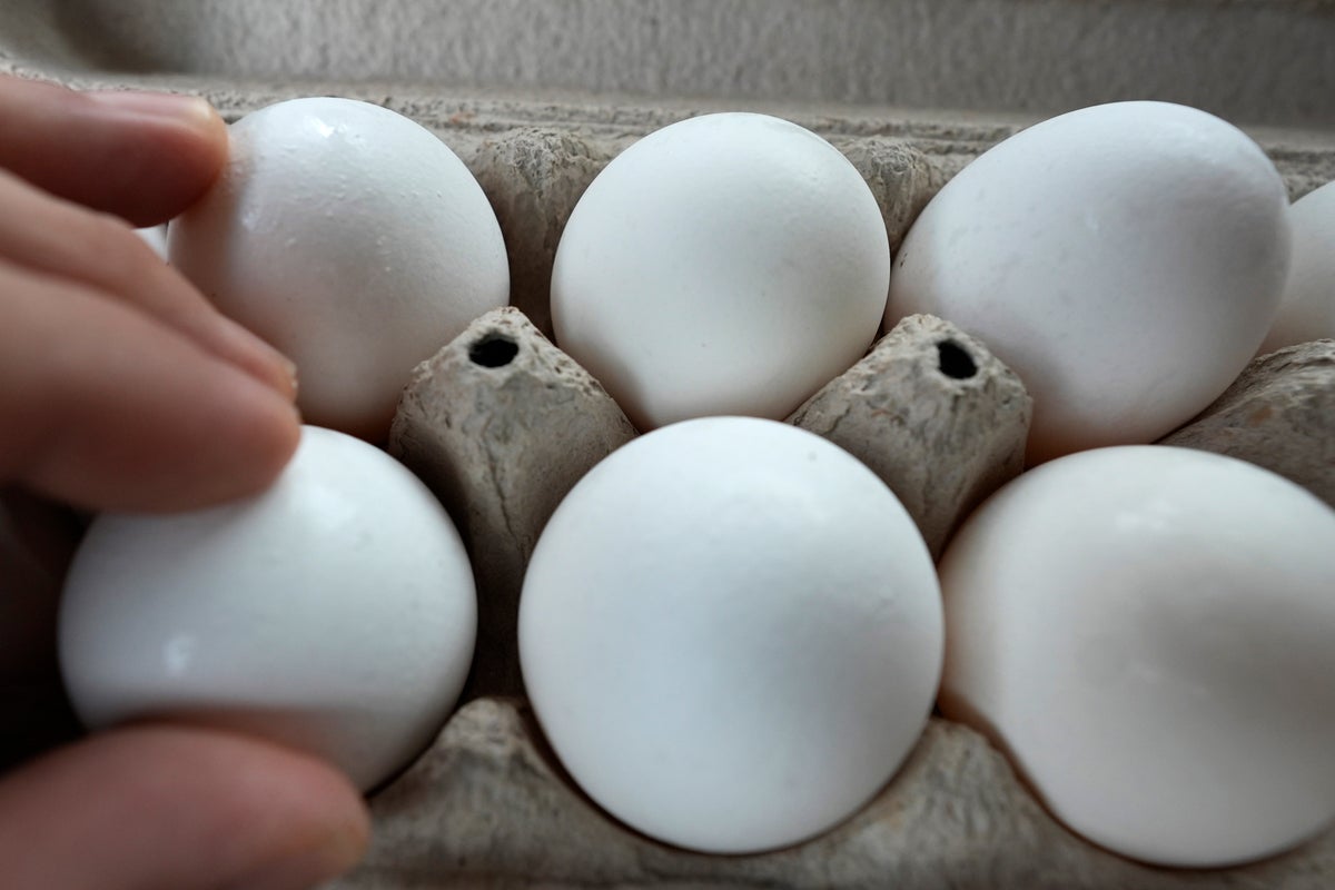 Escasez de huevos en Estados Unidos dispara la venta de gallinas para criar  en casa