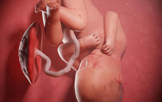 Onderzoekers bestuderen de placenta van te vroeg geboren baby’s en doen een zorgwekkende ontdekking