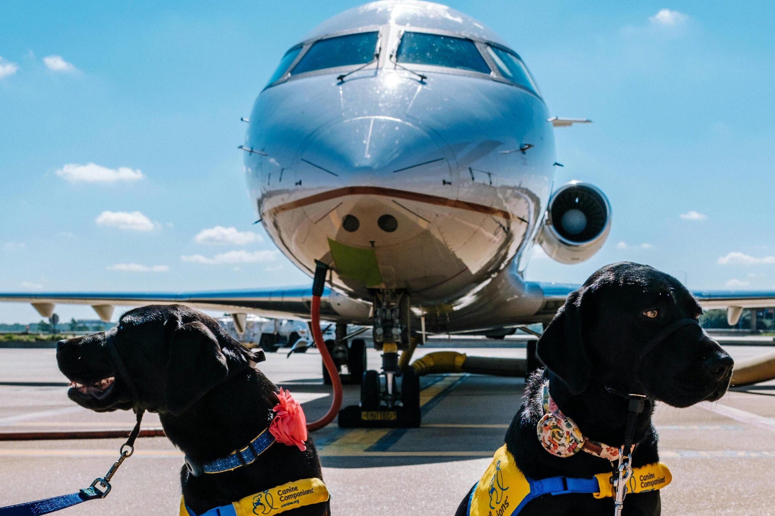Flying with Fido The 10 Most PetFriendly Airports in the U.S.