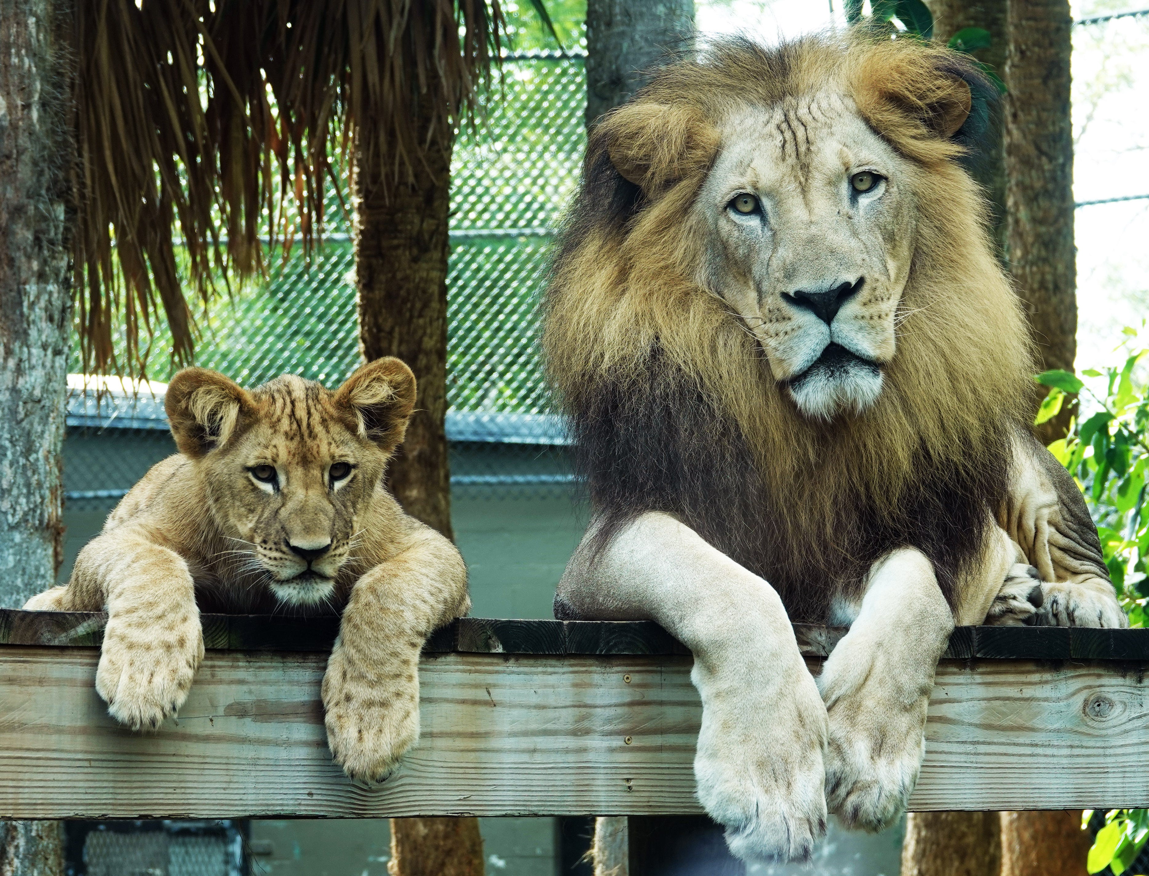 Death of beloved African lion Masamba reported at Naples Zoo