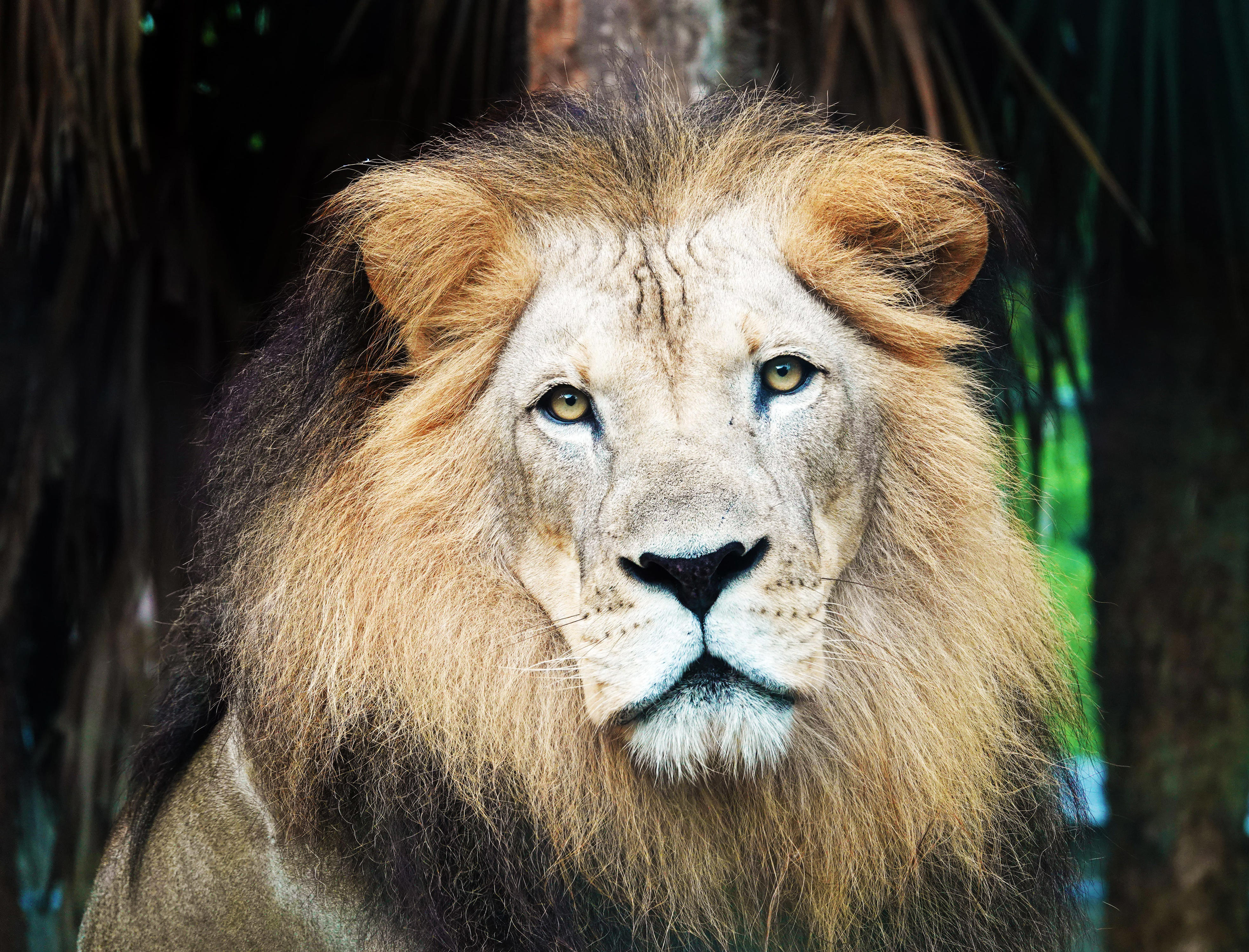 Death of beloved African lion Masamba reported at Naples Zoo