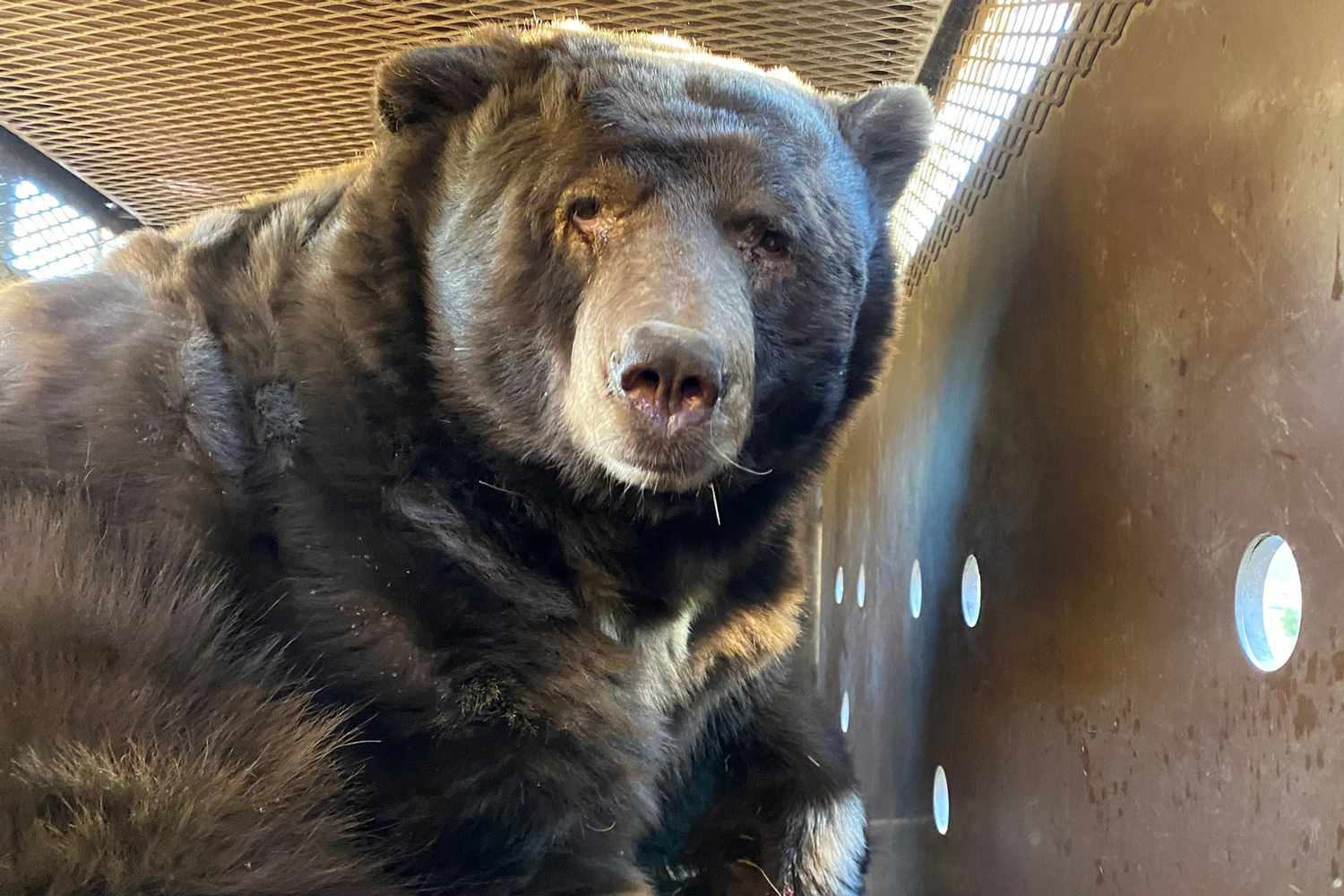 525Lb. Bear Discovered Under Evacuated Altadena Home Too Fat to