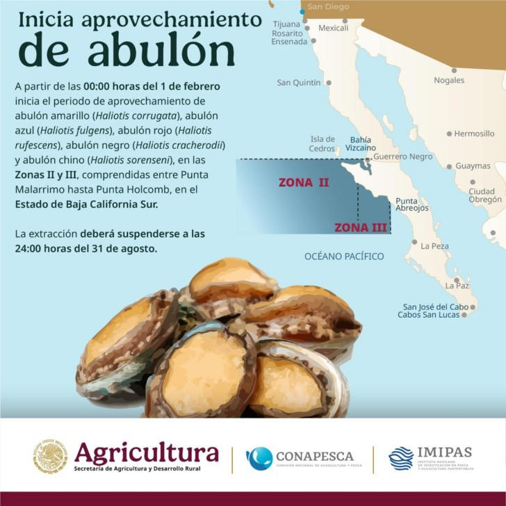 ¿Eres pescador? Descubre la nueva temporada de abulón en Baja California Sur