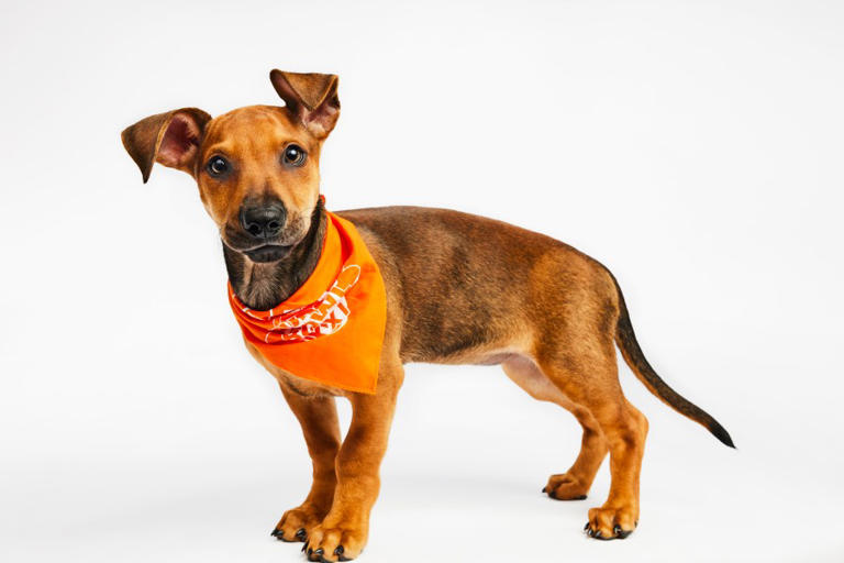 Meet the puppies representing San Diego in 2025 Puppy Bowl