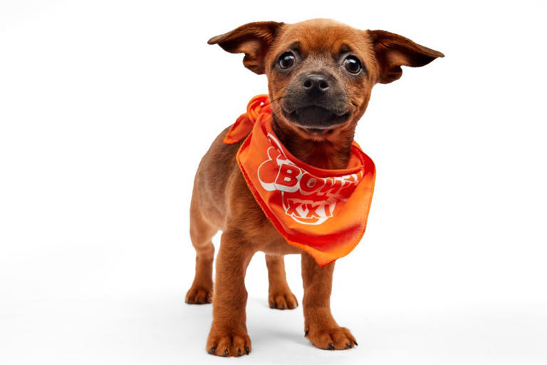 Meet the puppies representing San Diego in 2025 Puppy Bowl