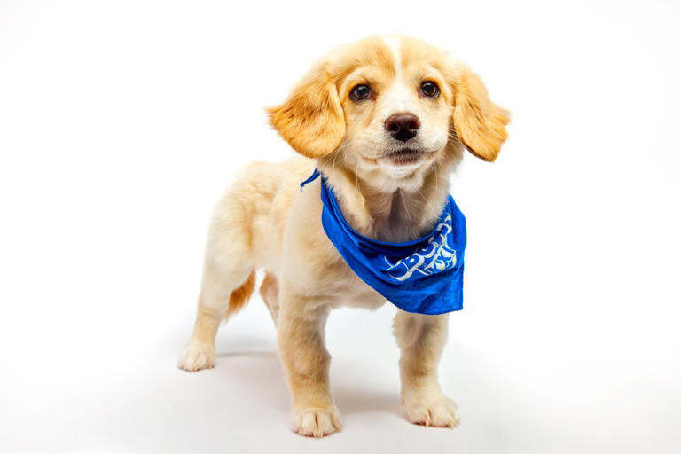 Meet the puppies representing San Diego in 2025 Puppy Bowl