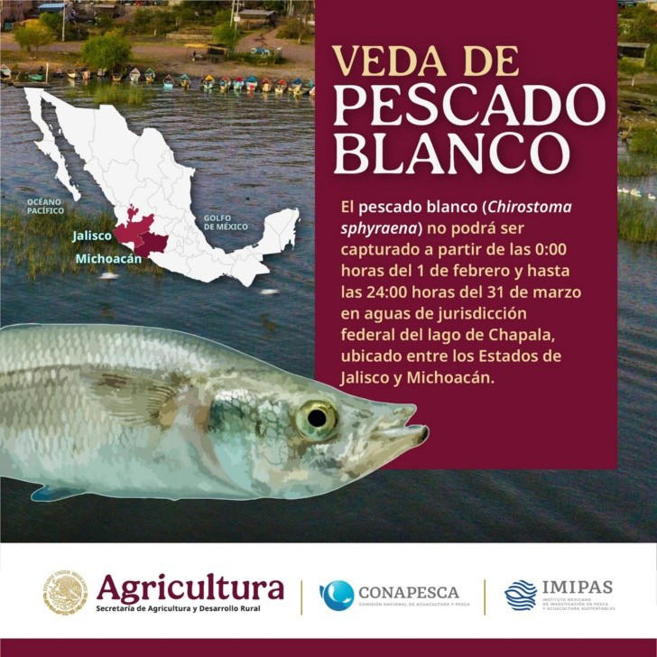 ¿Eres pescador? Descubre la nueva temporada de abulón en Baja California Sur