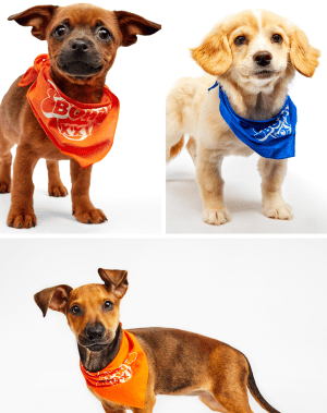 Meet the puppies representing San Diego in 2025 Puppy Bowl