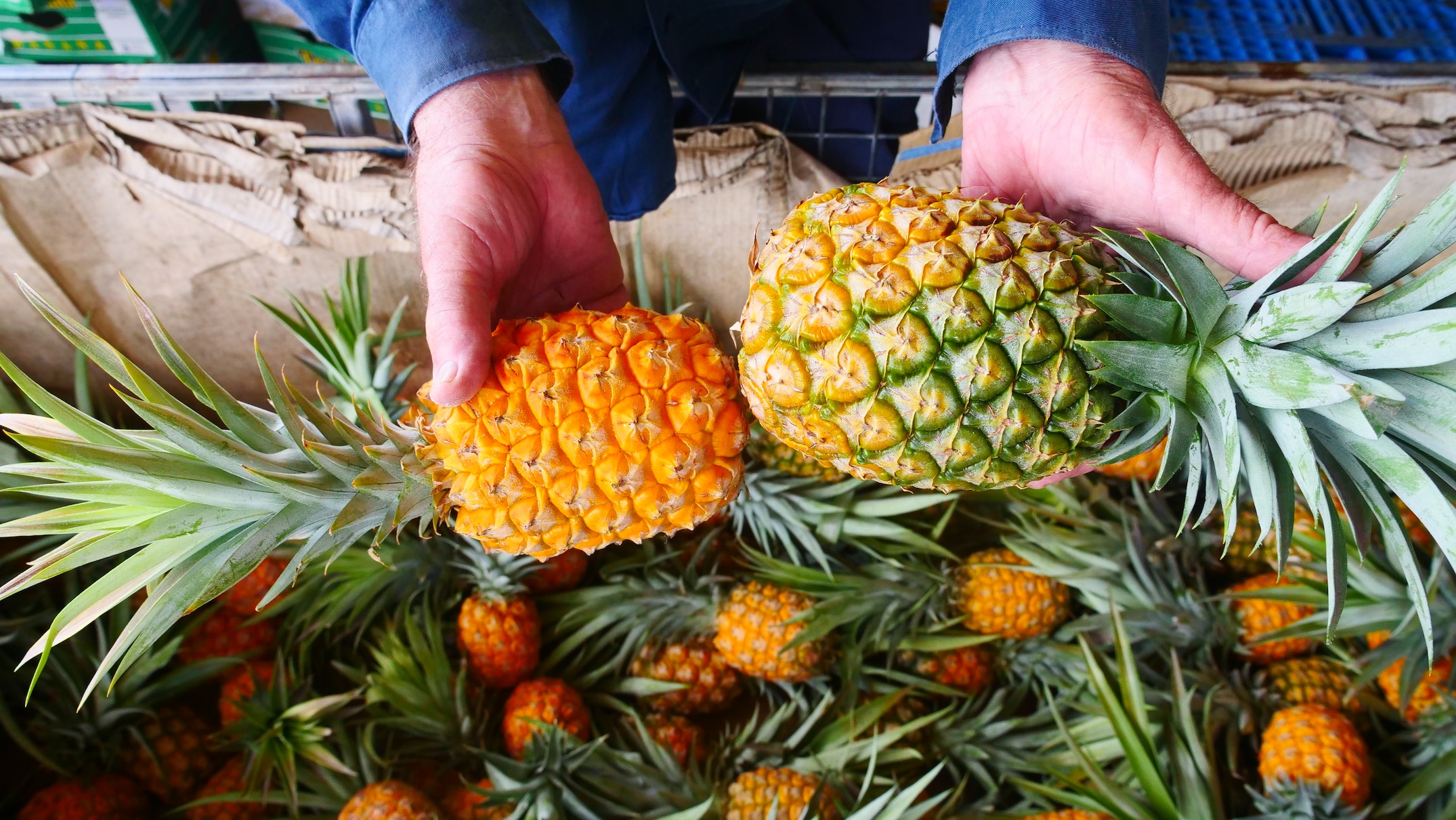 Fresh pineapple sales flatline as consumers avoid 'inconvenient' fruits