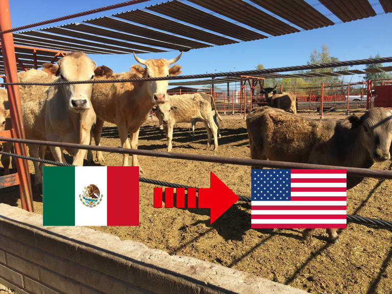 Autoriza USDA reanudar exportación de ganado mexicano