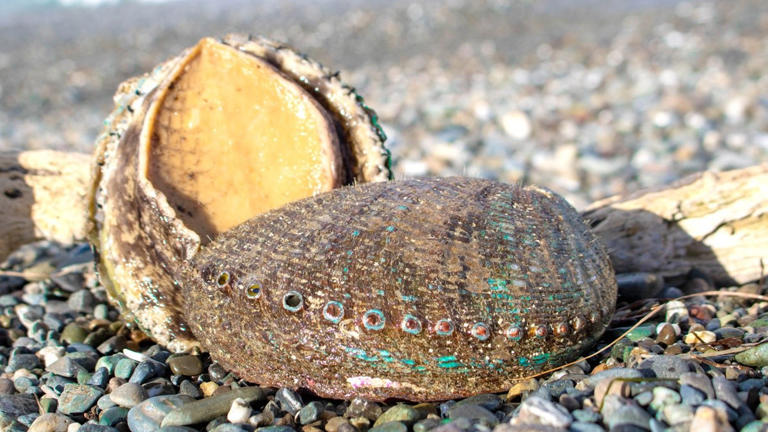 ¿Eres pescador? Descubre la nueva temporada de abulón en Baja California Sur